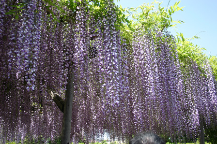 kameidotenjin-fuji-web.jpg