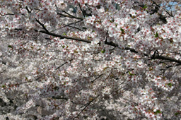 sakura-mankai.jpg