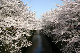 sakura-megurogawa.jpg