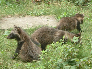 tanuki01(1)-web.jpg