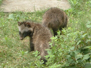 tanuki02(1)-web.jpg