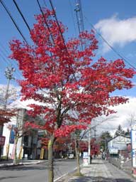 web-red-momiji.jpg